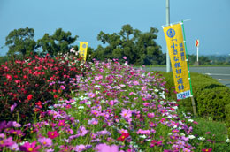 熊本県農業公園のコスモス