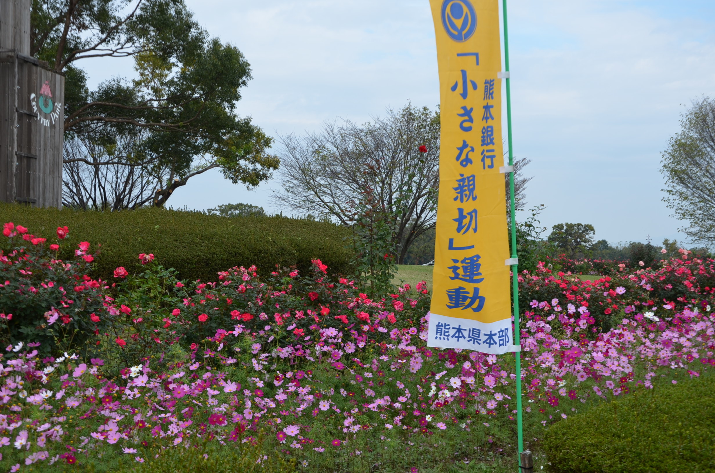 熊本県農業公園のコスモス